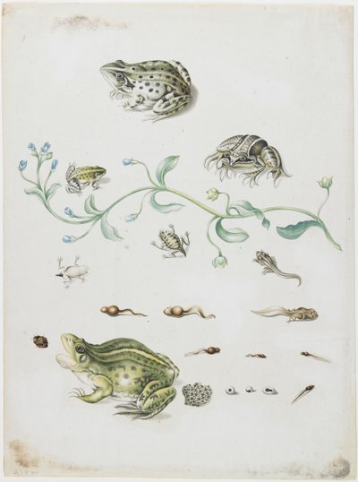 Metamorfosi di una rana e fiore blu da Maria Sibylla Merian
